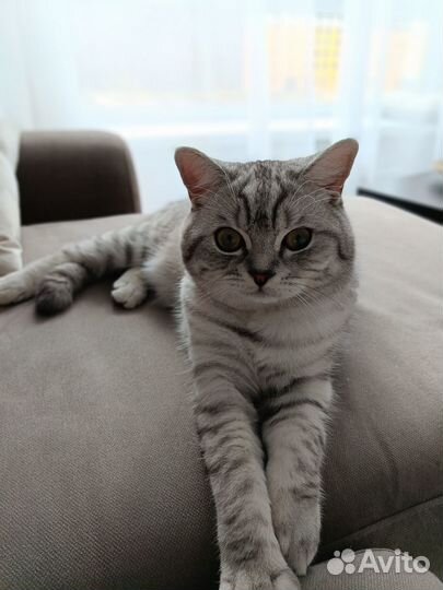 Вязка кота британец