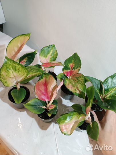 Аглаонемы тайские, в ассортименте