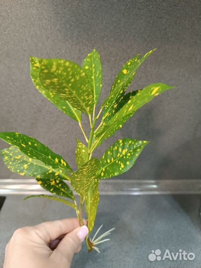 Кодиеум кротон