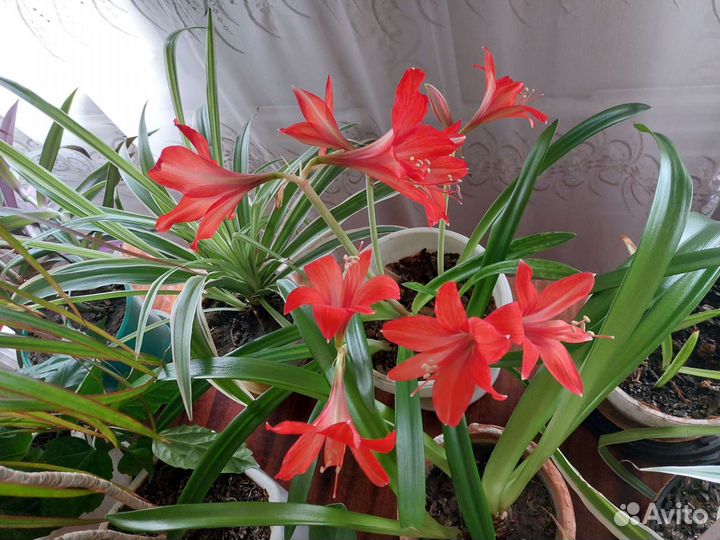 Комнатные растения