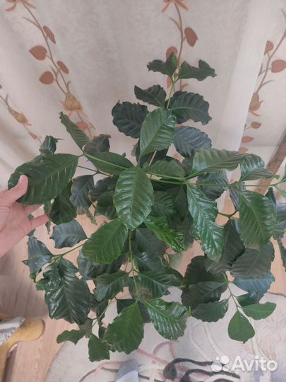 Шефлера, кофе, фикус эластика