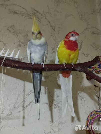 Попугай розелла из питомника (окольцована)