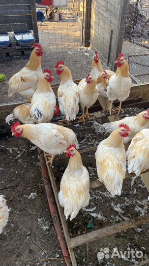 Молодые петухи