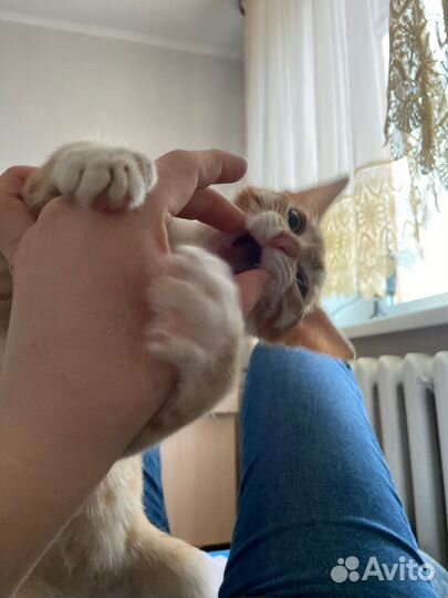 Рыжий котенок