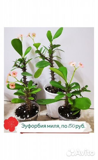Эуфорбия миля