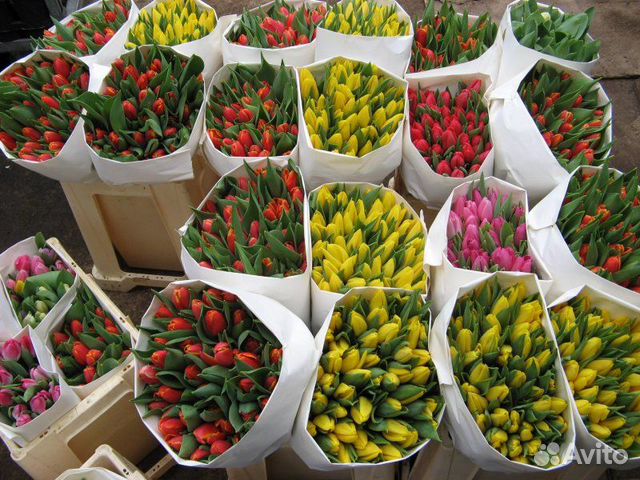 Тюльпаны оптом к 8 марта и 14 февраля объявление продам
