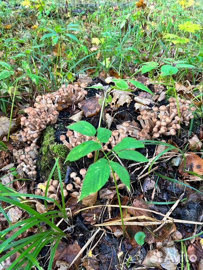 Грибы опята осенние (пеньковые)