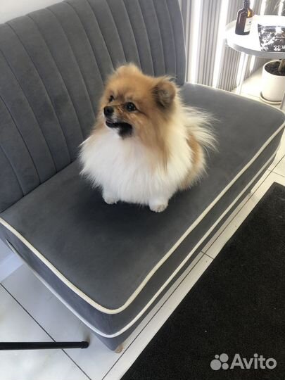 Малый немецкий померанский шпиц