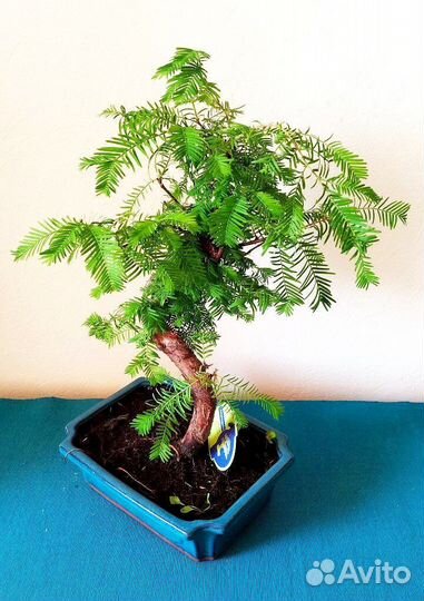 Хвойный бонсай