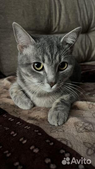 Отдам кота В добрые руки