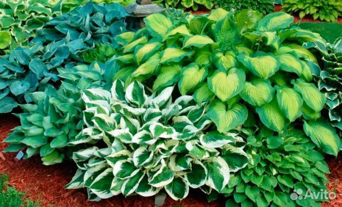 Хоста (много сортов)