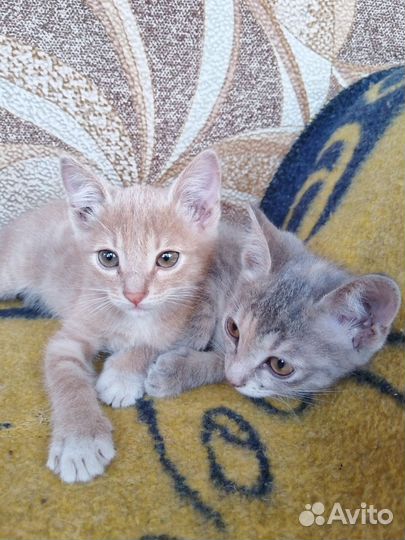 Отдам бесплатно