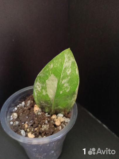 Замиокулькас вариегатный шорт лив