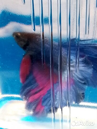 Аквариумная рыбка Петушок