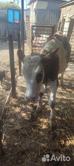 Корова тёлка