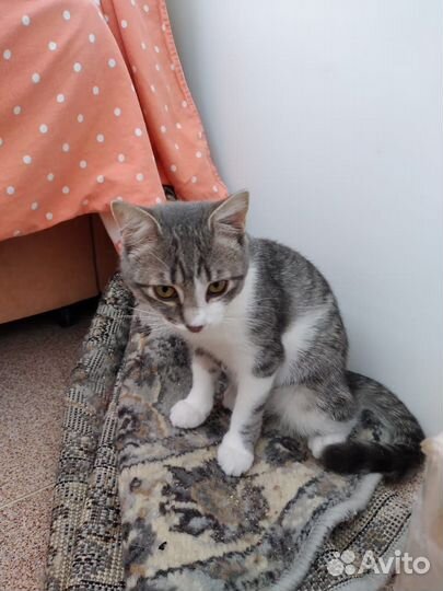 Кошечка стерелизованная