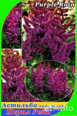 Астильба китайская Перпл рейн