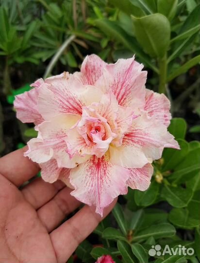 Семена Adenium obesum, адениум arabicum, DHA