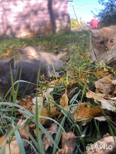Котята в добрые руки