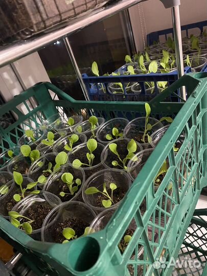 Цветы петунии рассада