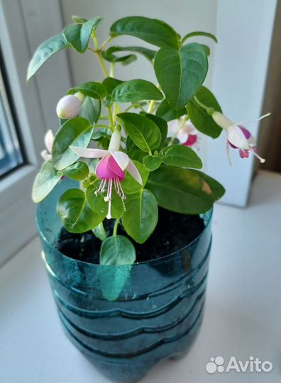 Фуксия кустовая