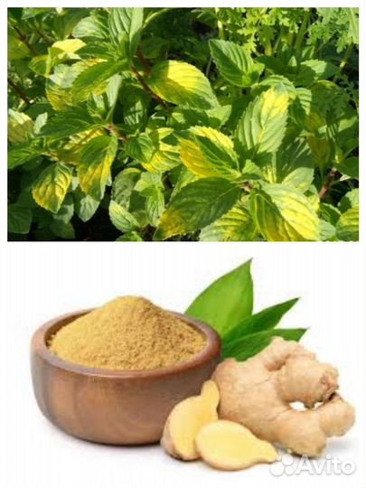 Мята сортовая, 15 сортов