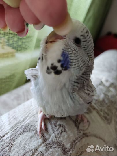 Попугай птенцы ввп