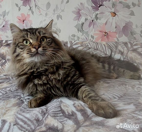 Кот Барсик