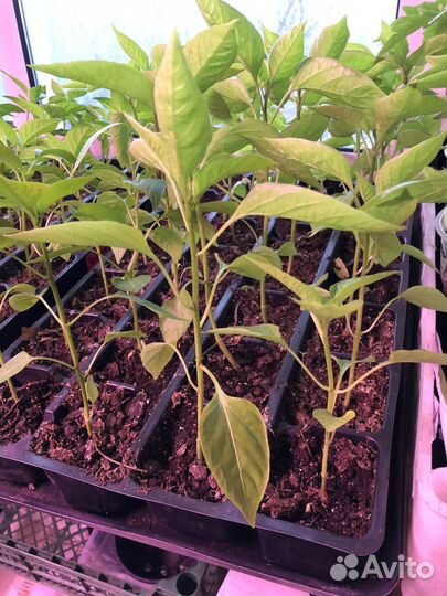 Рассада острого перца