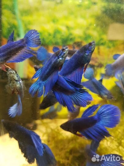 Рыбка петушок