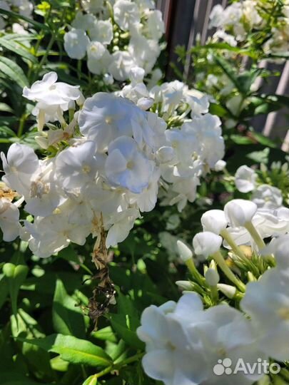 Флоксы многолетние