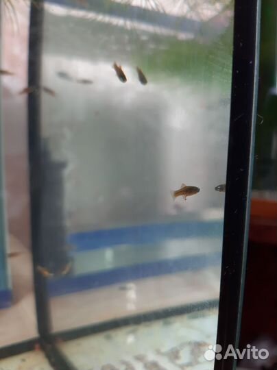 Мальки рыбки пецилии обмен