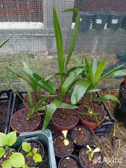 Пальма трахикарпус