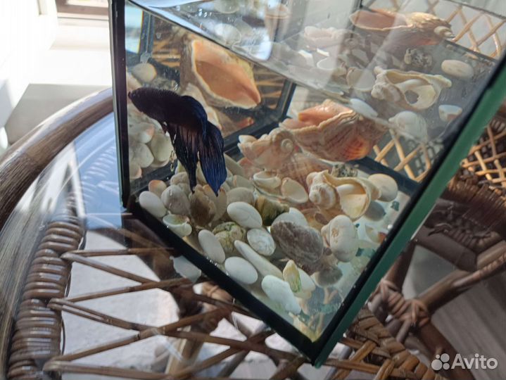 Рыбка петушок с аквариумом