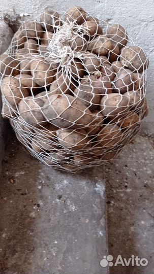 Семенной картофель