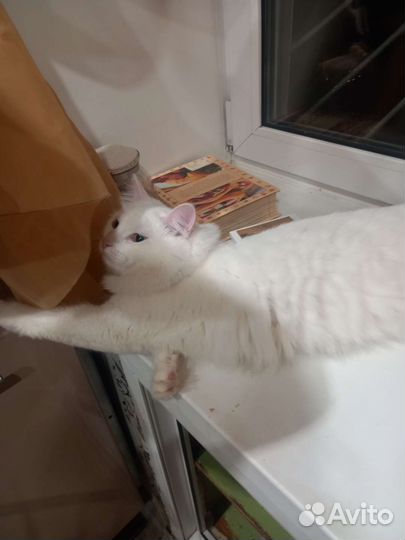 Кот