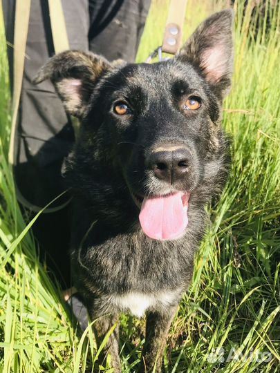 Собаки 5 месяцев девочки