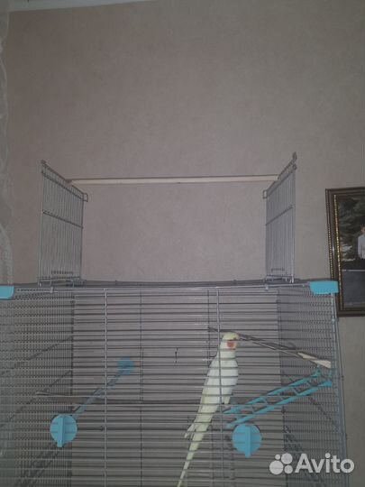 Клетка для попугая корелла