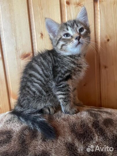 Котики бесплатно в добрые руки