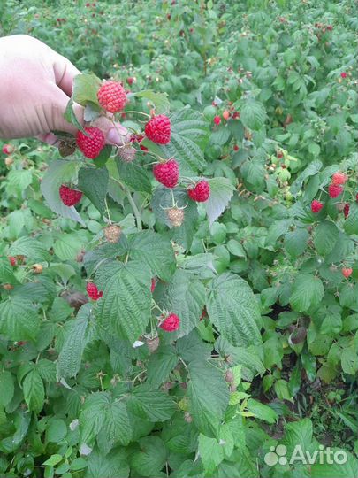 Саженцы малины