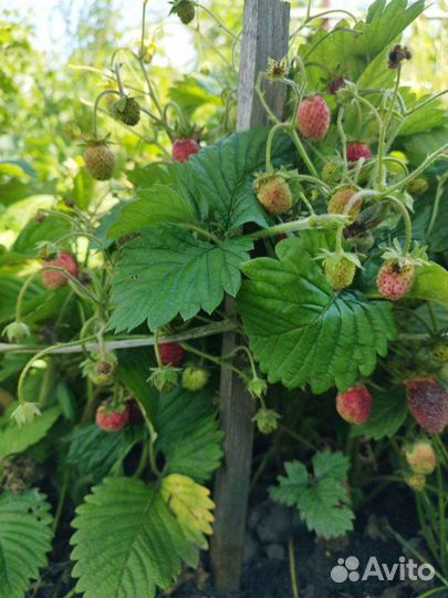 Земляника садовая