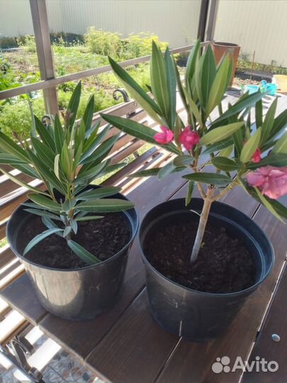 Олеандр махровый