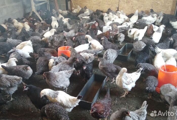 Домашние куры молодки