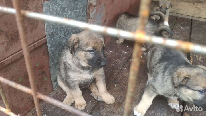 Щенки