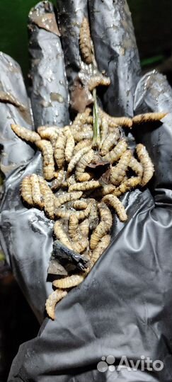 Опарыши для рыбалки 100гр