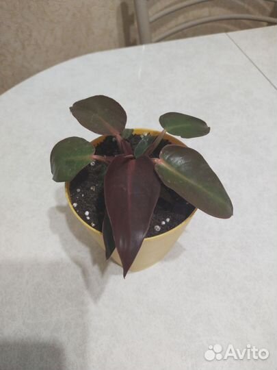 Филодендрон ред сан