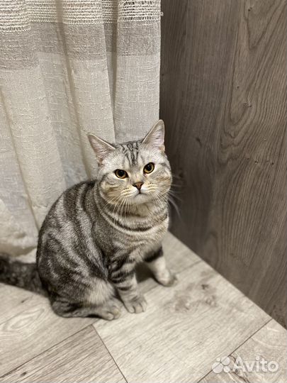 Шотландский кот для вязки