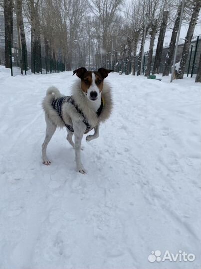 Джек Рассел терьер. Вязка