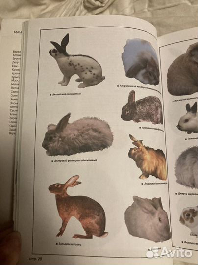 Экзотические домашние животные энциклопедия