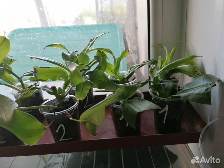 Непентес Алата, Вентрата